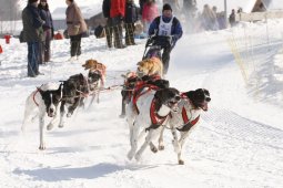 Lenk 2012 SM